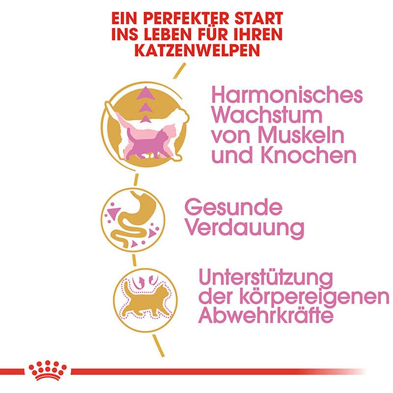 Royal Canin British Shorthair Kittenfutter trocken für BKH Kätzchen _4
