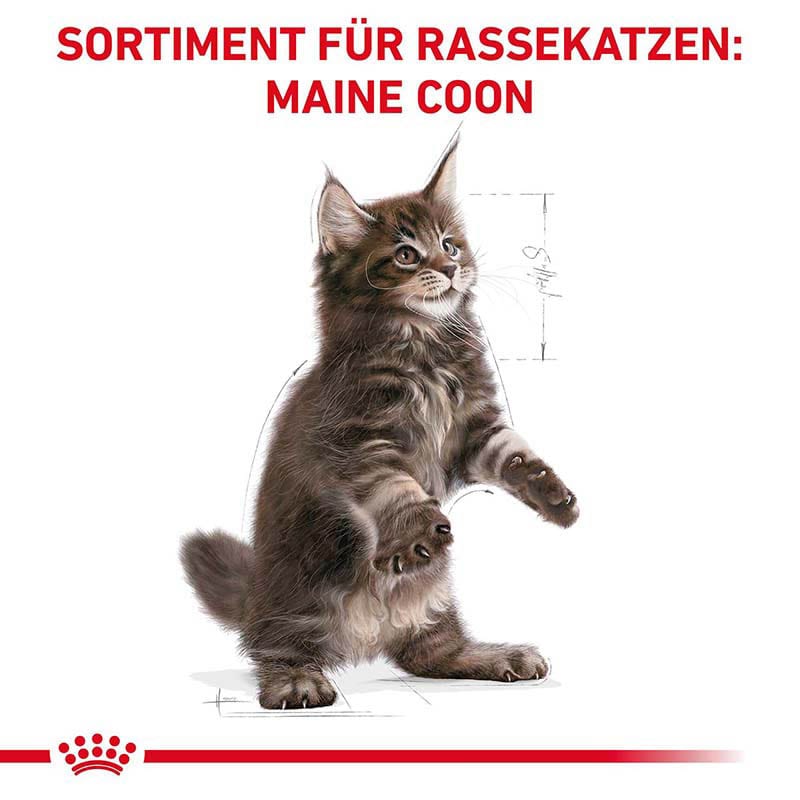 Royal Canin Maine Coon Trockenfutter für Kätzchen_2