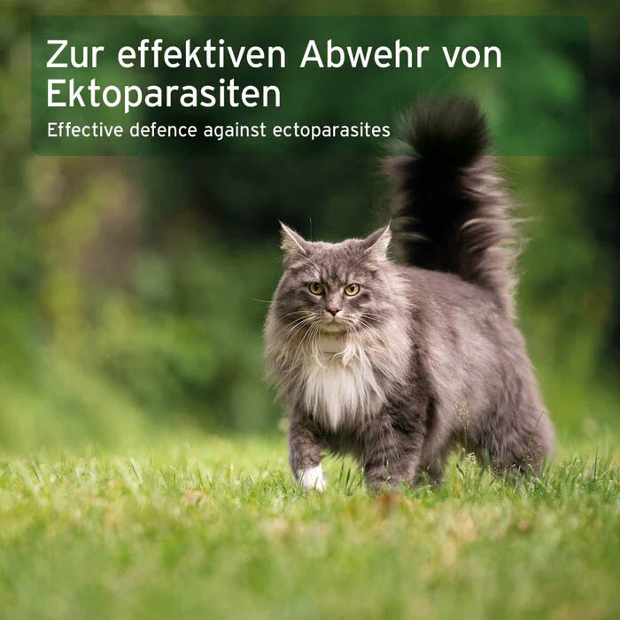 AniForte Ectoprotex Spot-on für Katzen_3