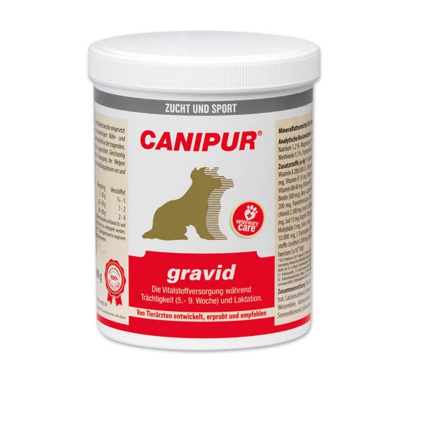 Canipur gravid_1