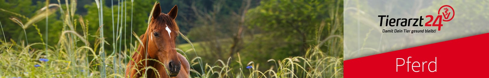 Pferd