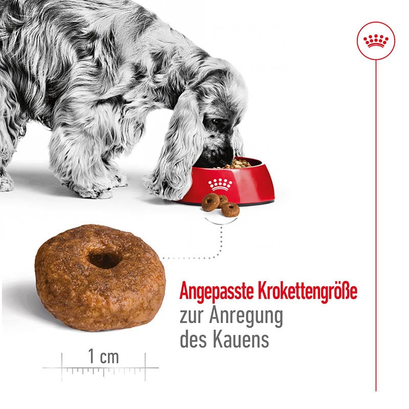 Royal Canin Medium Ageing 10+ Trockenfutter für ältere mittelgroße Hunde_3