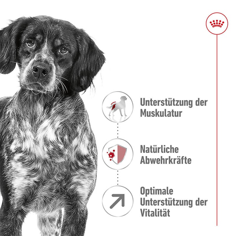 Royal Canin Medium Adult 7+ Trockenfutter für ältere mittelgroße Hunde_1
