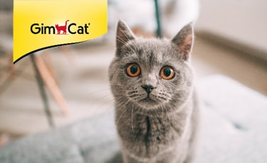 GimCat GimCat