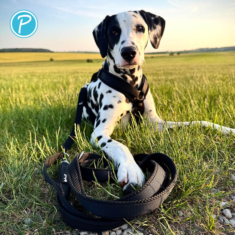 Petlando Mesh verstellbare Führleine schwarz_4