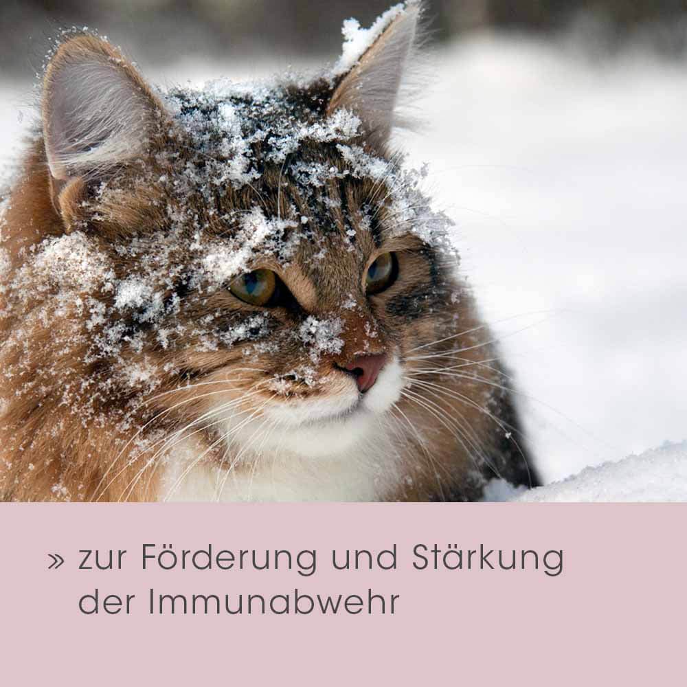 cdVet feliTATZ Bronchial_6