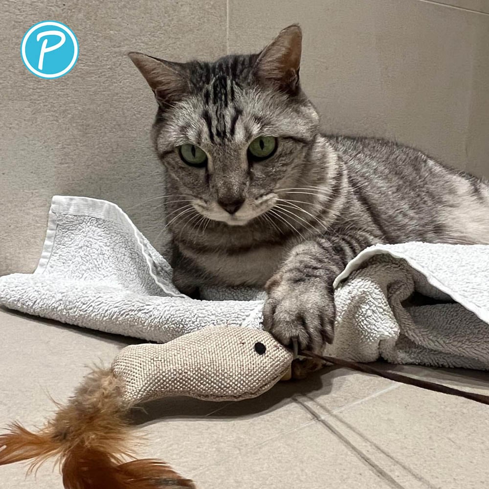 Petlando Katzenangel mit Federfisch_2