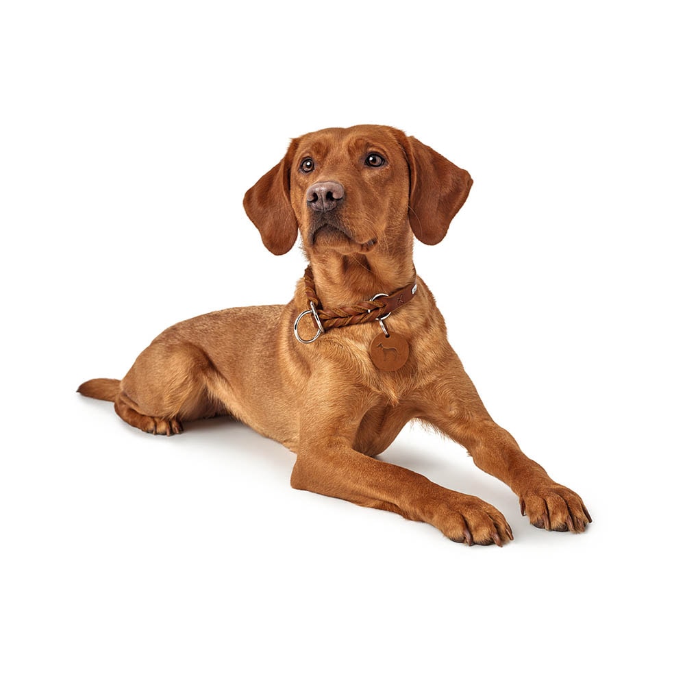 Hunter Zugstopp Halsband Solid Education cognac_5