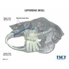 Acryl-Kiefermodelle_2