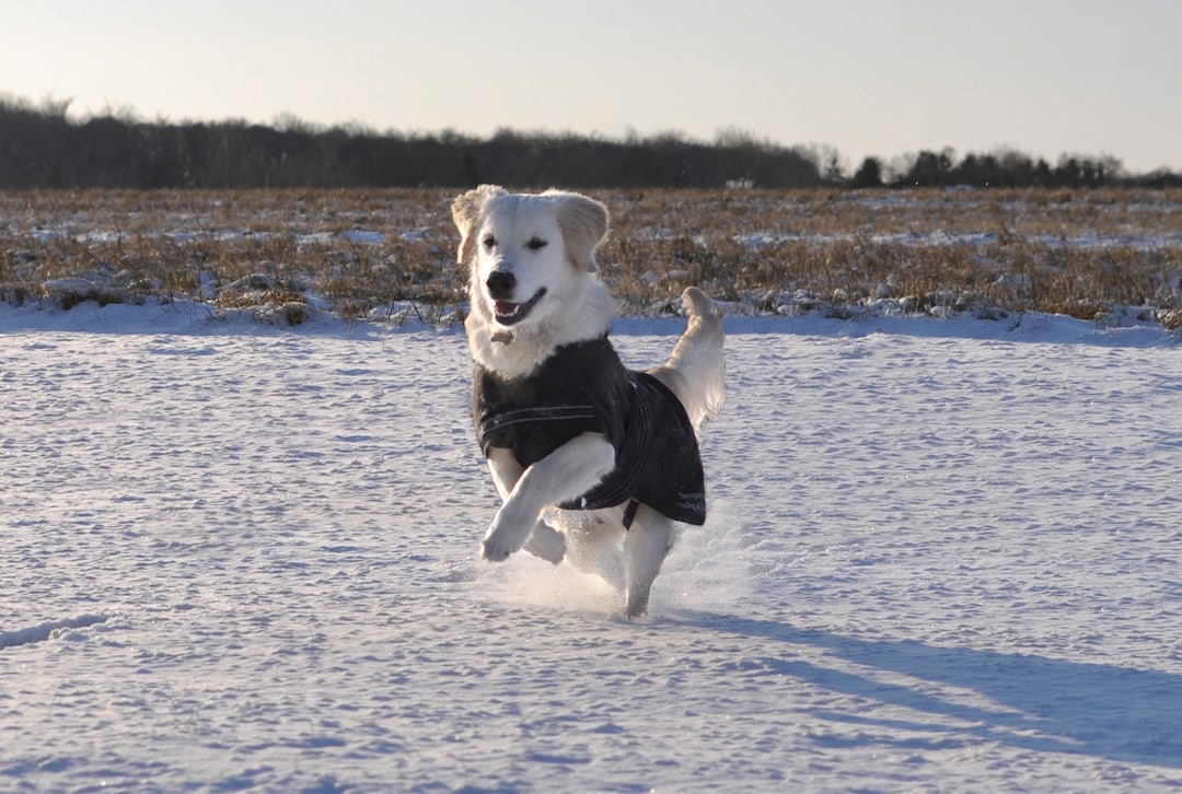 Rehab Softshell Hundedecke_3