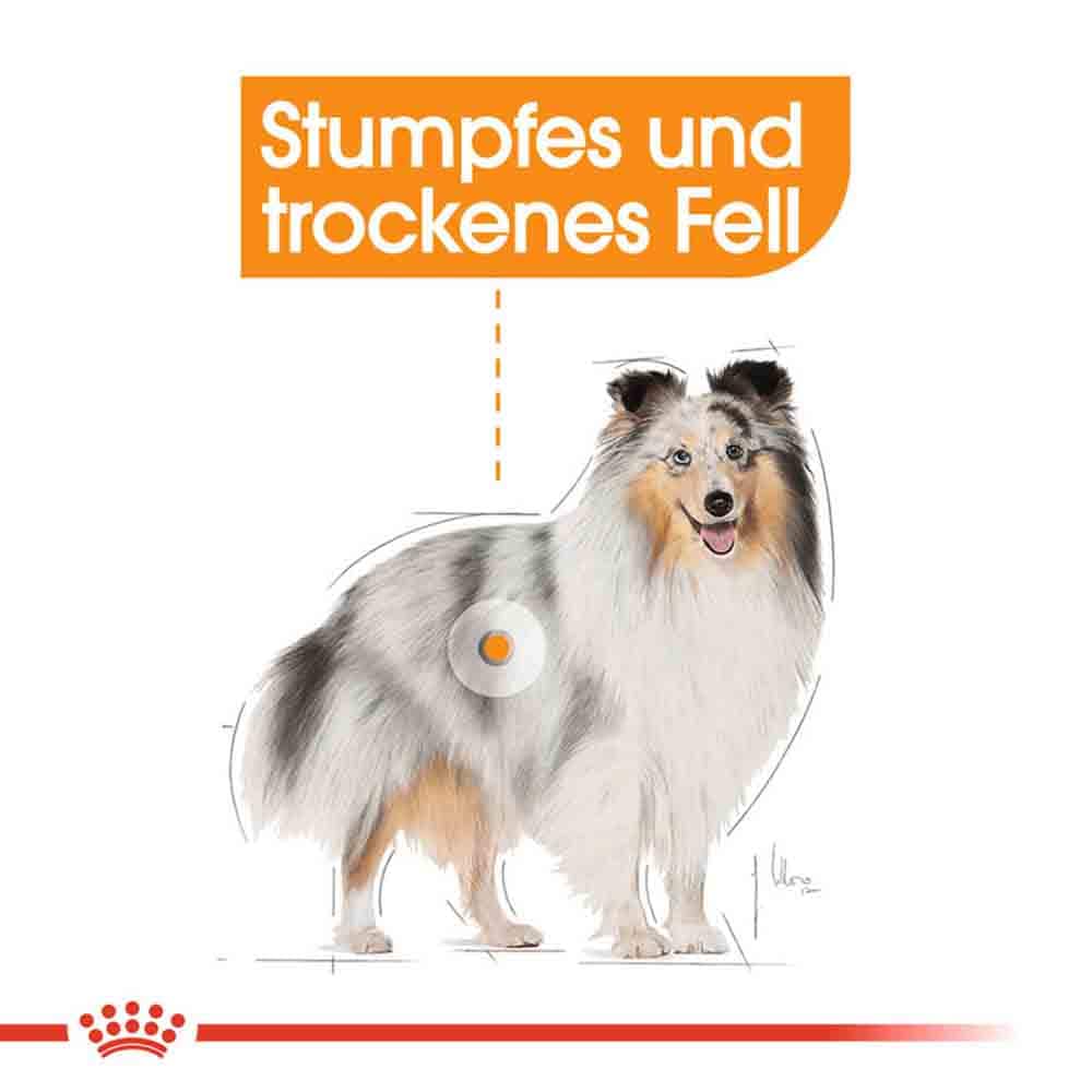 Royal Canin Coat Care Mini Trockenfutter für kleine Hunde für glänzendes Fell_2