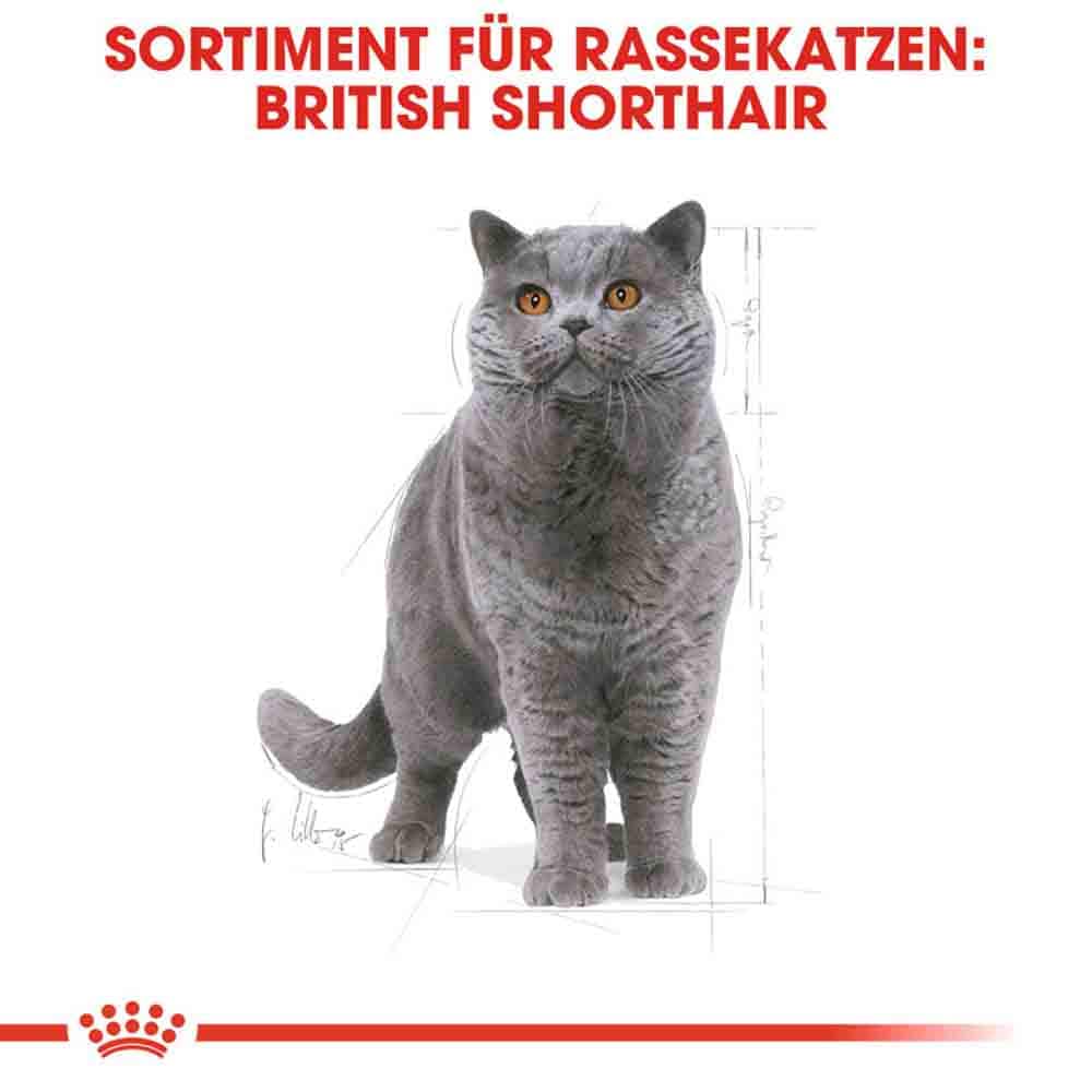 Royal Canin British Shorthair Katzenfutter trocken für Britisch Kurzhaar_2