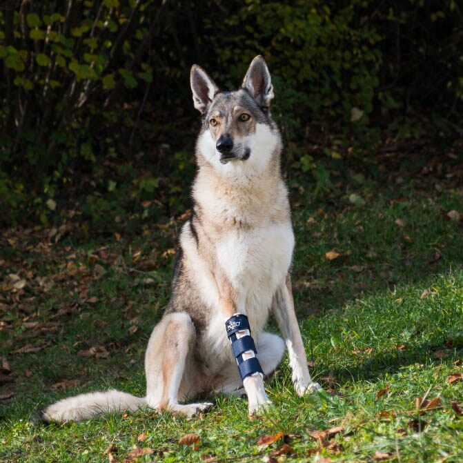 Balto Rehab-Orthese BT Bone_1