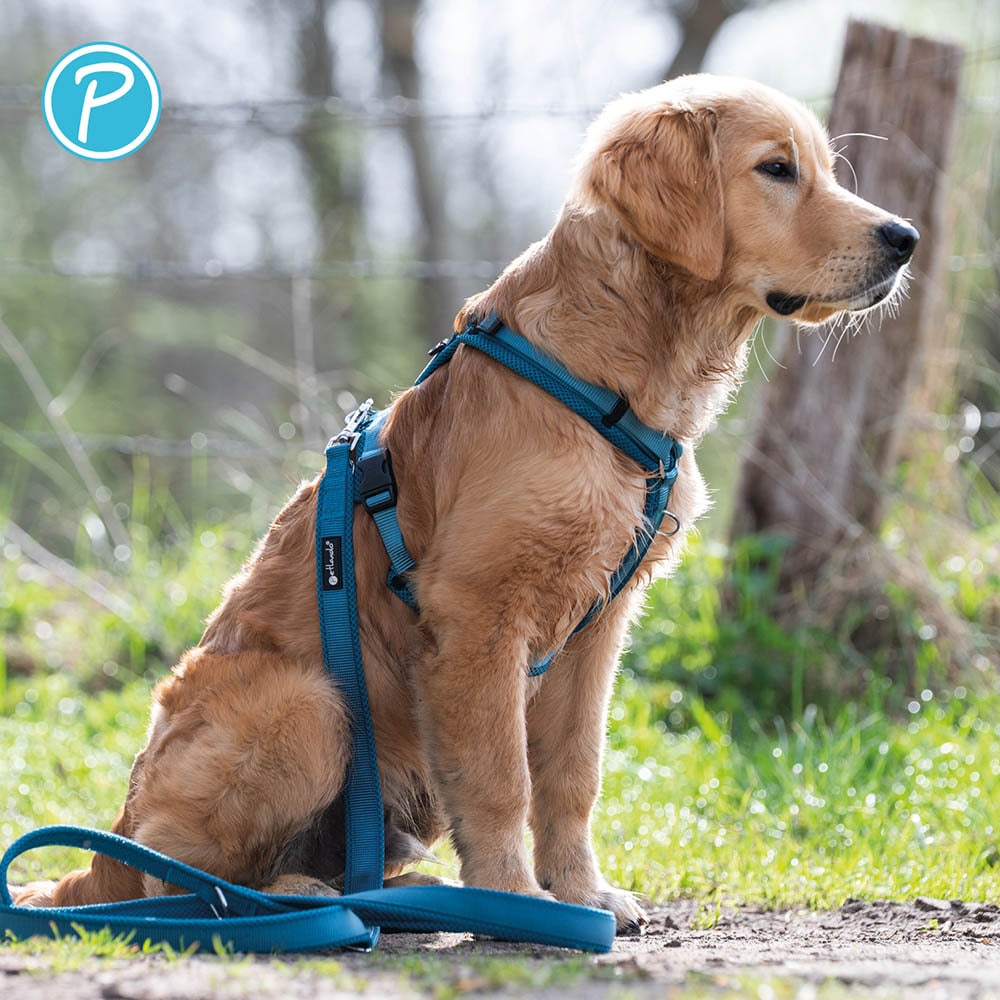 Petlando Mesh Y-Comfort Geschirr petrol_4