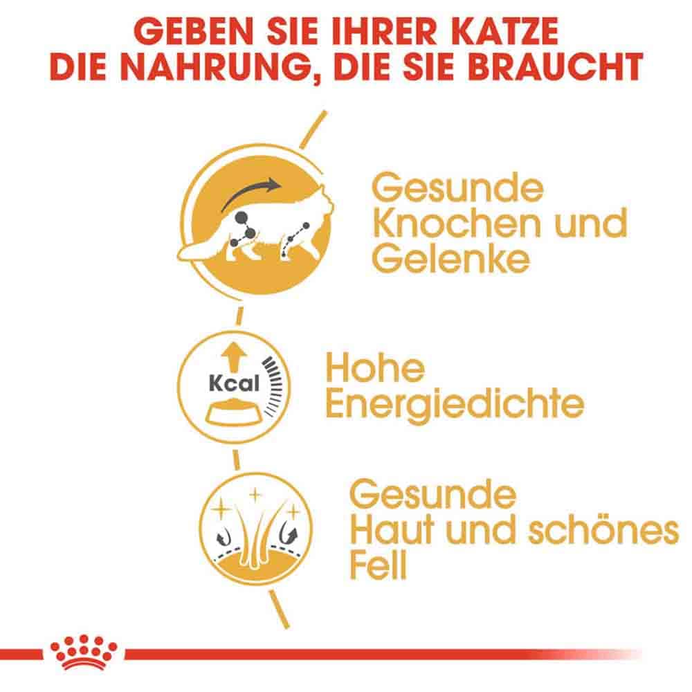 Royal Canin Maine Coon Adult Katzenfutter nass_3