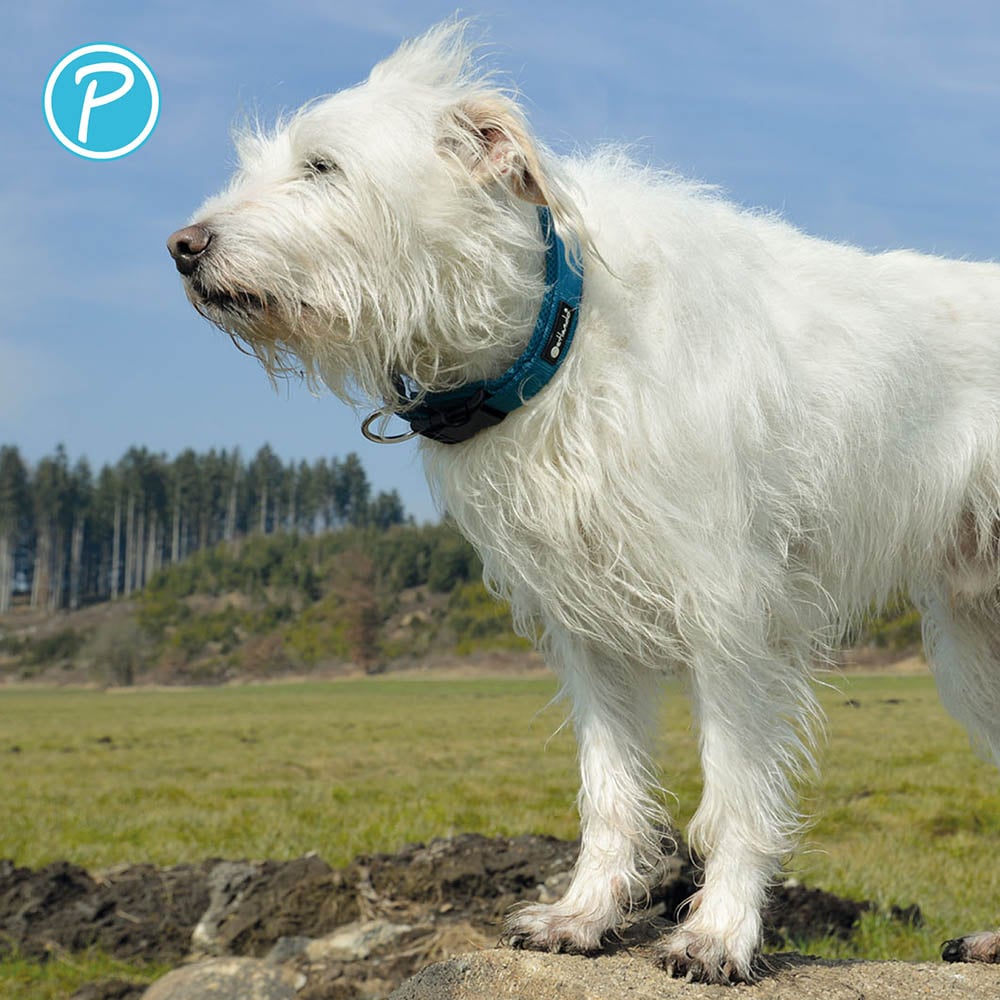 Petlando Mesh Halsband petrol_3