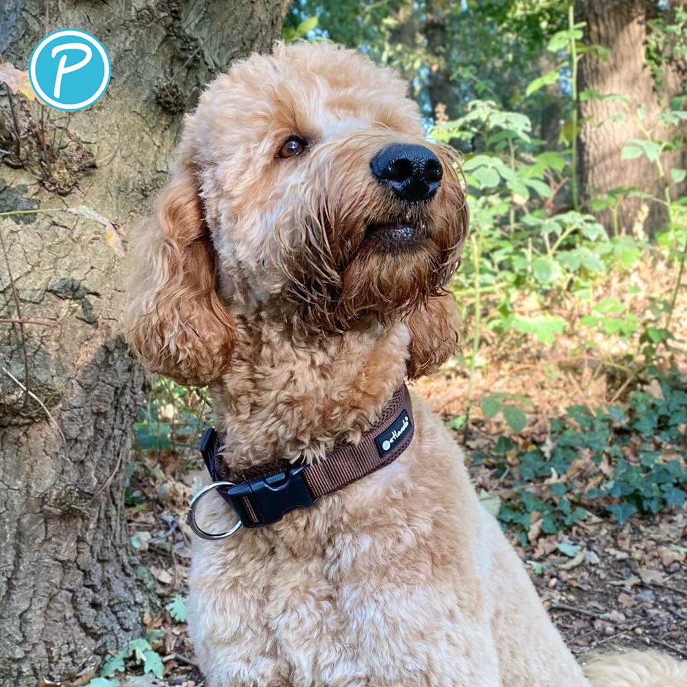 Petlando Mesh Halsband mokka_4