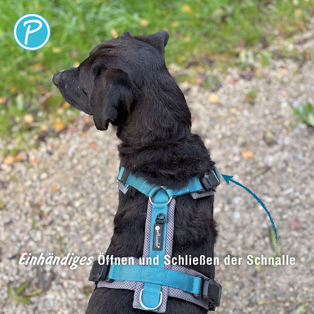 Petlando Magnetech Y-Comfort Geschirr anthrazit/petrol_4