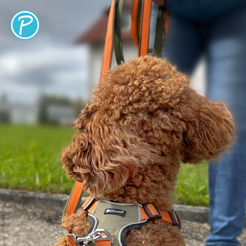 Petlando Magnetech verstellbare Führleine olive/orange_2