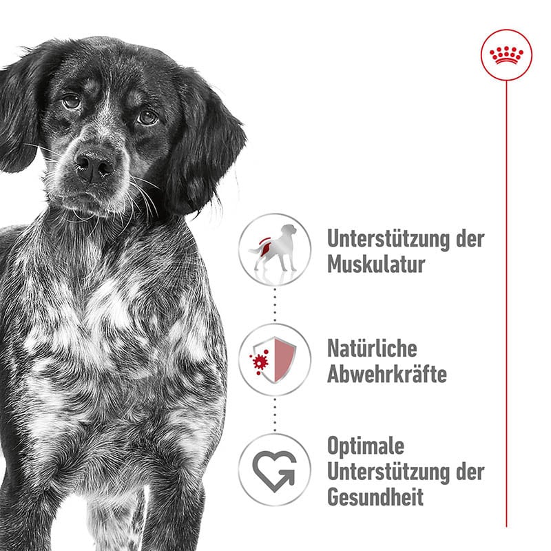 Royal Canin Medium Adult  Feuchtnahrung als Mousse (>12. Lebensmonat)_1