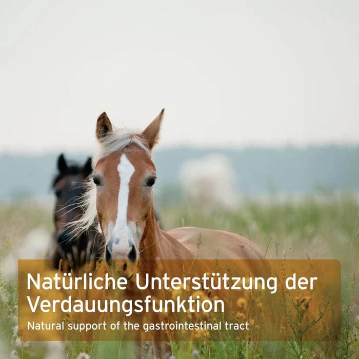 AniForte Indische Flohsamen für Pferde_4