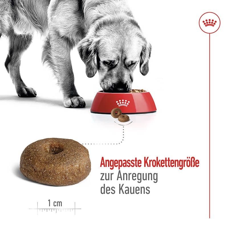 Royal Canin Maxi Ageing 8+ Trockenfutter für ältere große Hunde_3