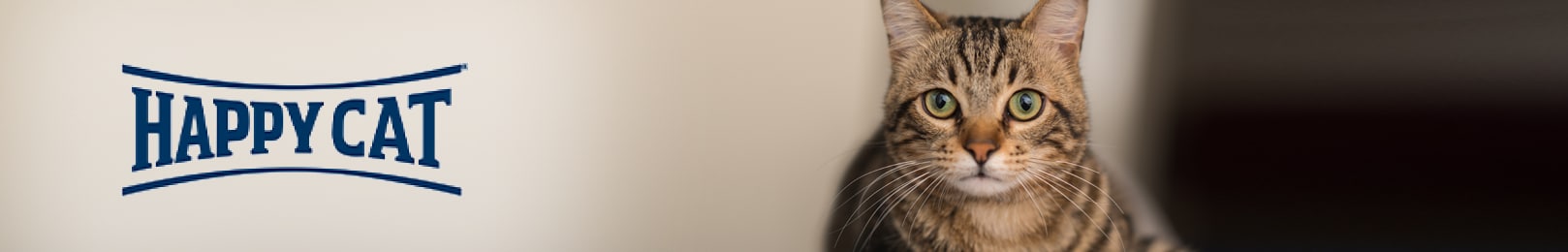 Happy Cat