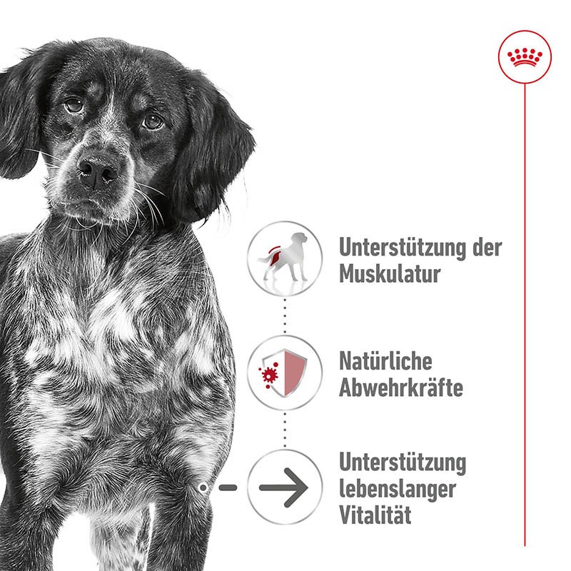 Royal Canin Medium Ageing Feuchtnahrung als Mousse (>7. Lebensjahr)_1