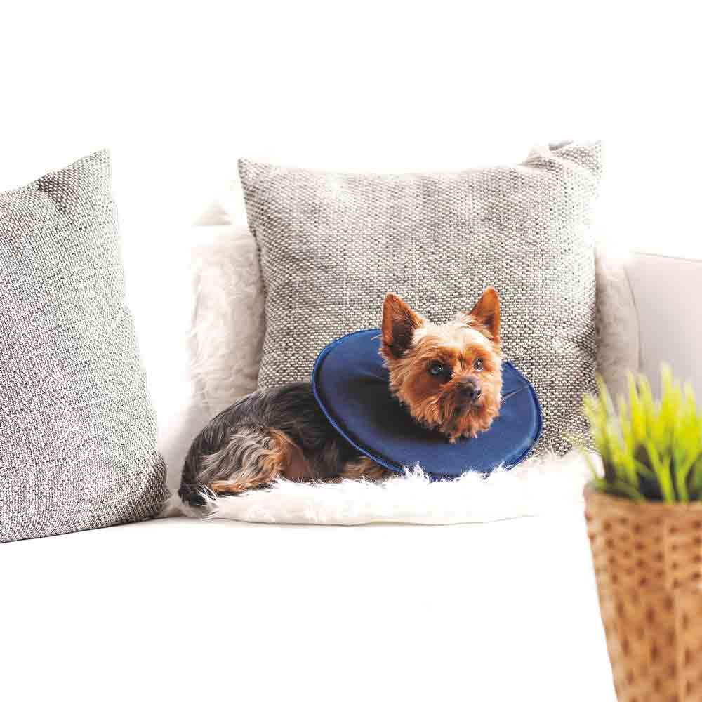 Tierarzt24 Leckschutzkragen _1