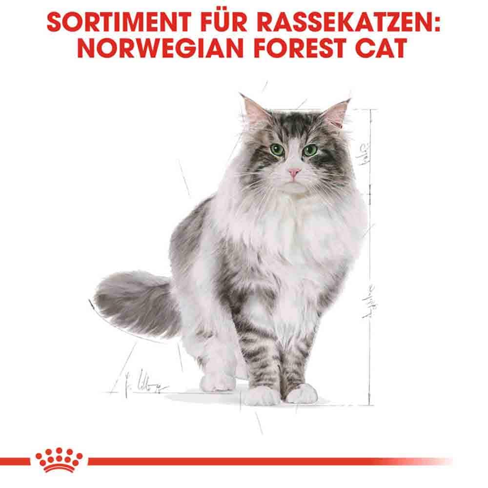 Royal Canin Norwegian Forest Cat Adult Trockenfutter für Norwegische Waldkatzen_2