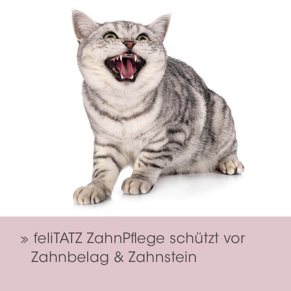 cdVet feliTATZ ZahnPflege_2