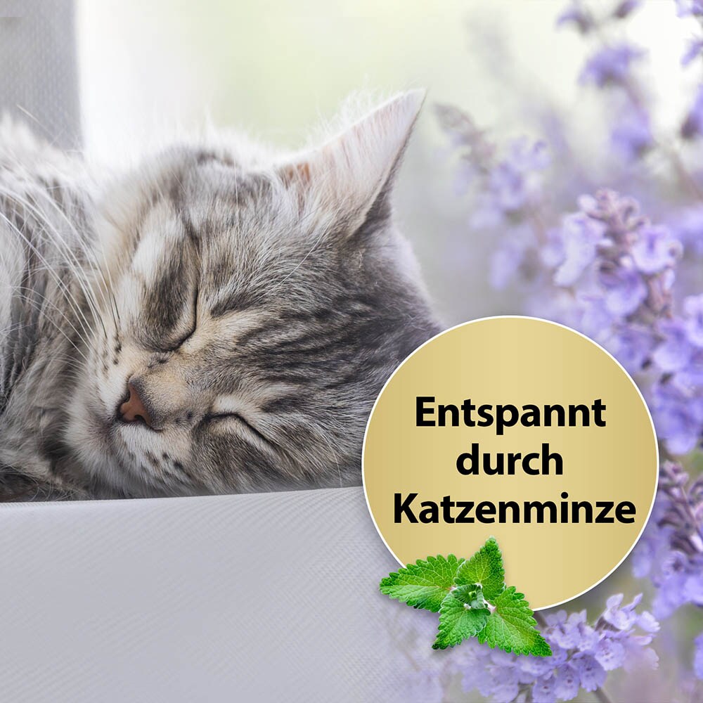 Felisept Home Comfort Beruhigungshalsband für Katzen_1