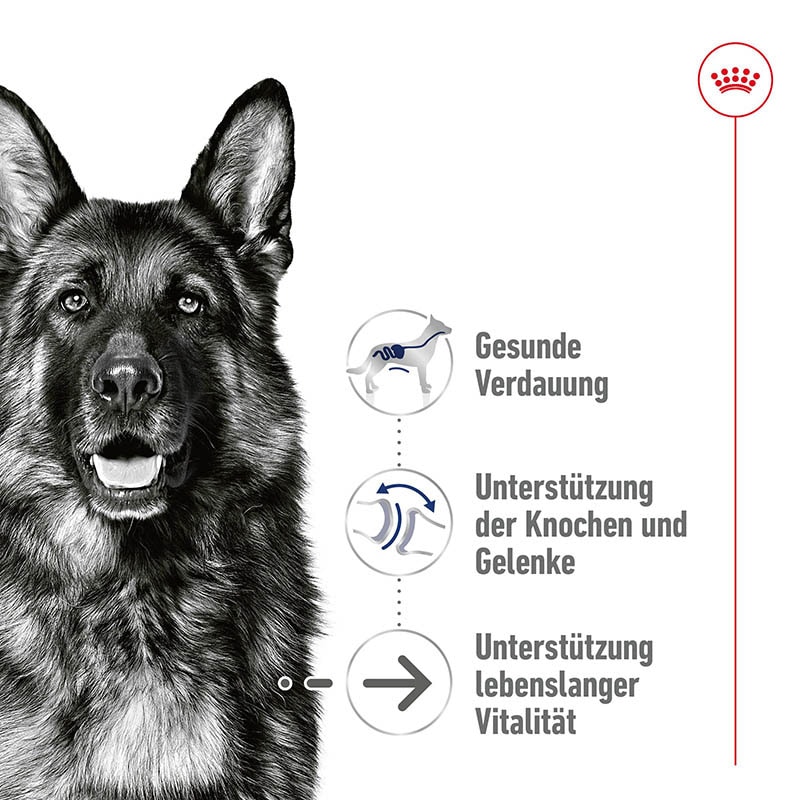 Royal Canin Maxi Ageing Feuchtnahrung als Mousse (>5. Lebensjahr)_1