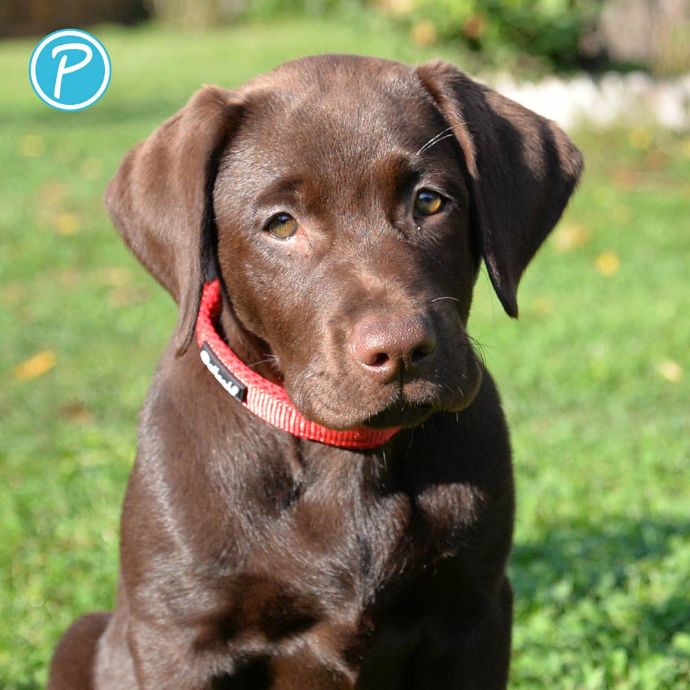 Petlando Mesh Halsband rot_3