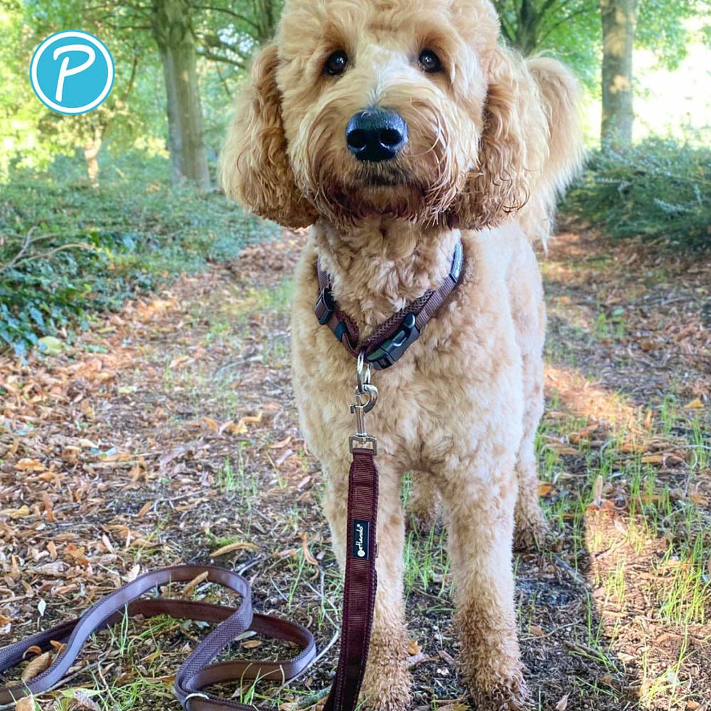 Petlando Mesh verstellbare Führleine mokka_3