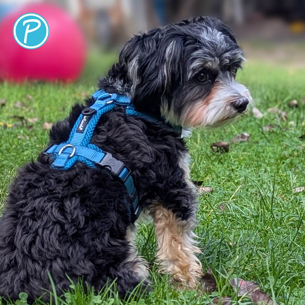 Petlando Mesh Y-Comfort Geschirr petrol_4