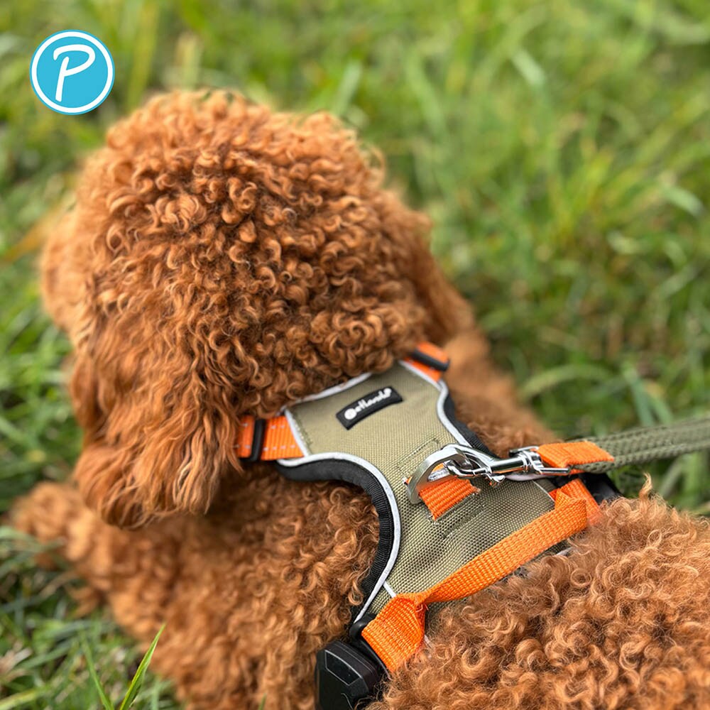 Petlando Magnetech Geschirr olive/orange_5