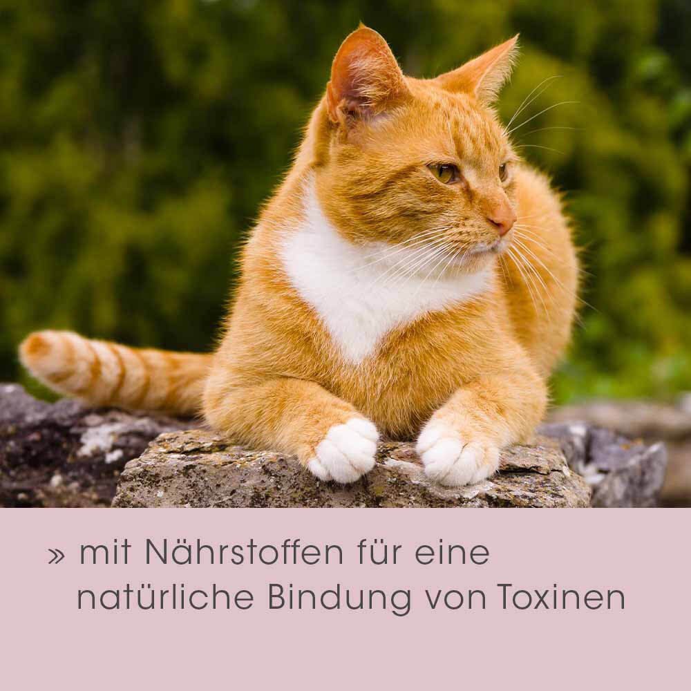 cdVet feliTATZ DarmRegulanz_6