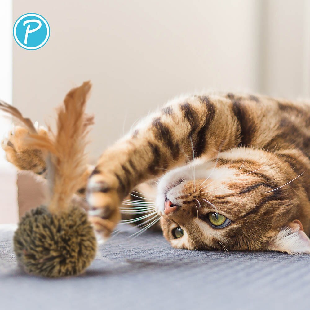 Petlando Katzenspielzeug Plüschball_2