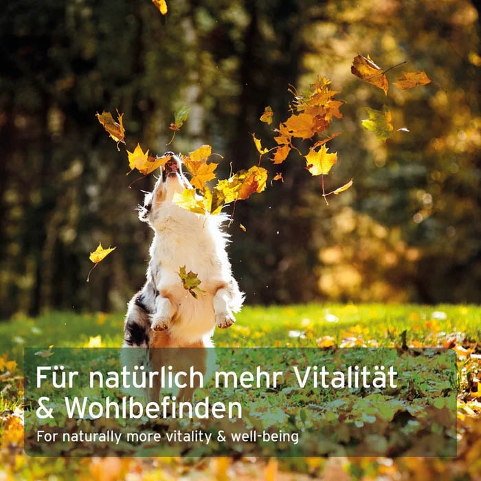 AniForte Lachsöl Kapseln_5