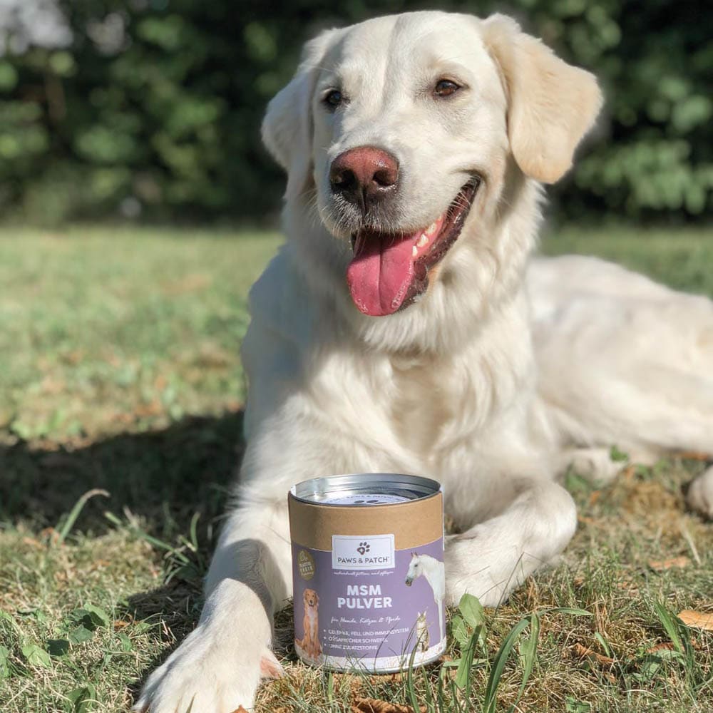 PAWS & PATCH MSM Pulver für Hunde, Katzen und Pferde_1