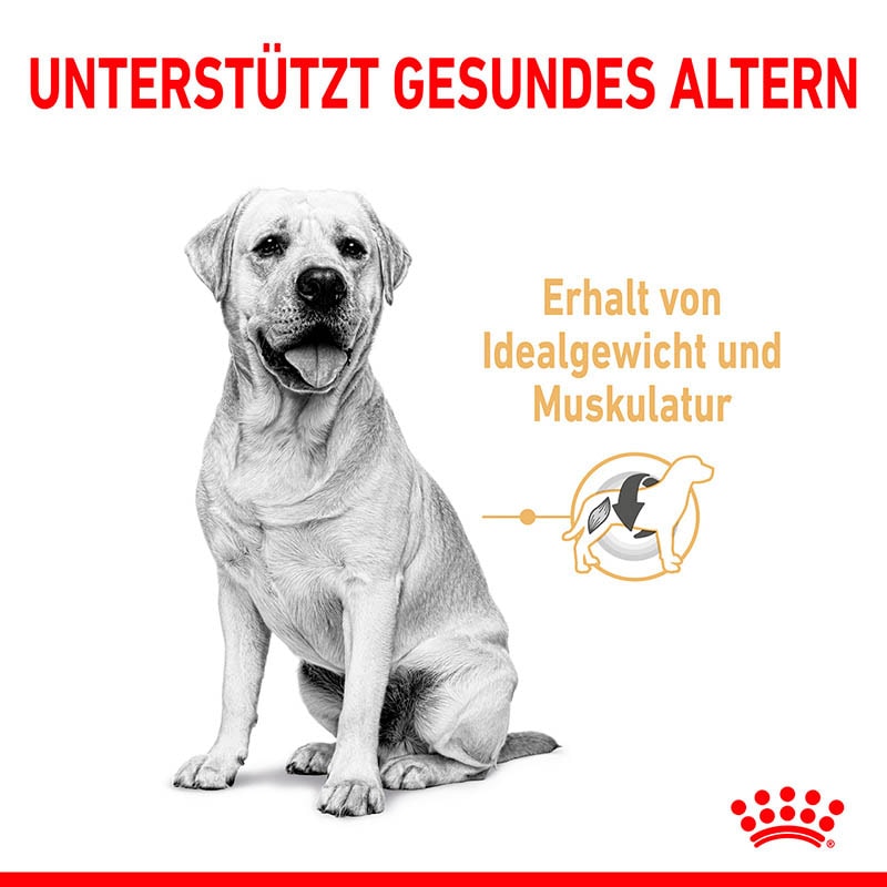 Royal Canin Labrador Retriever Adult 5+ Trockenfutter für Hunde ab 5 Jahren_2
