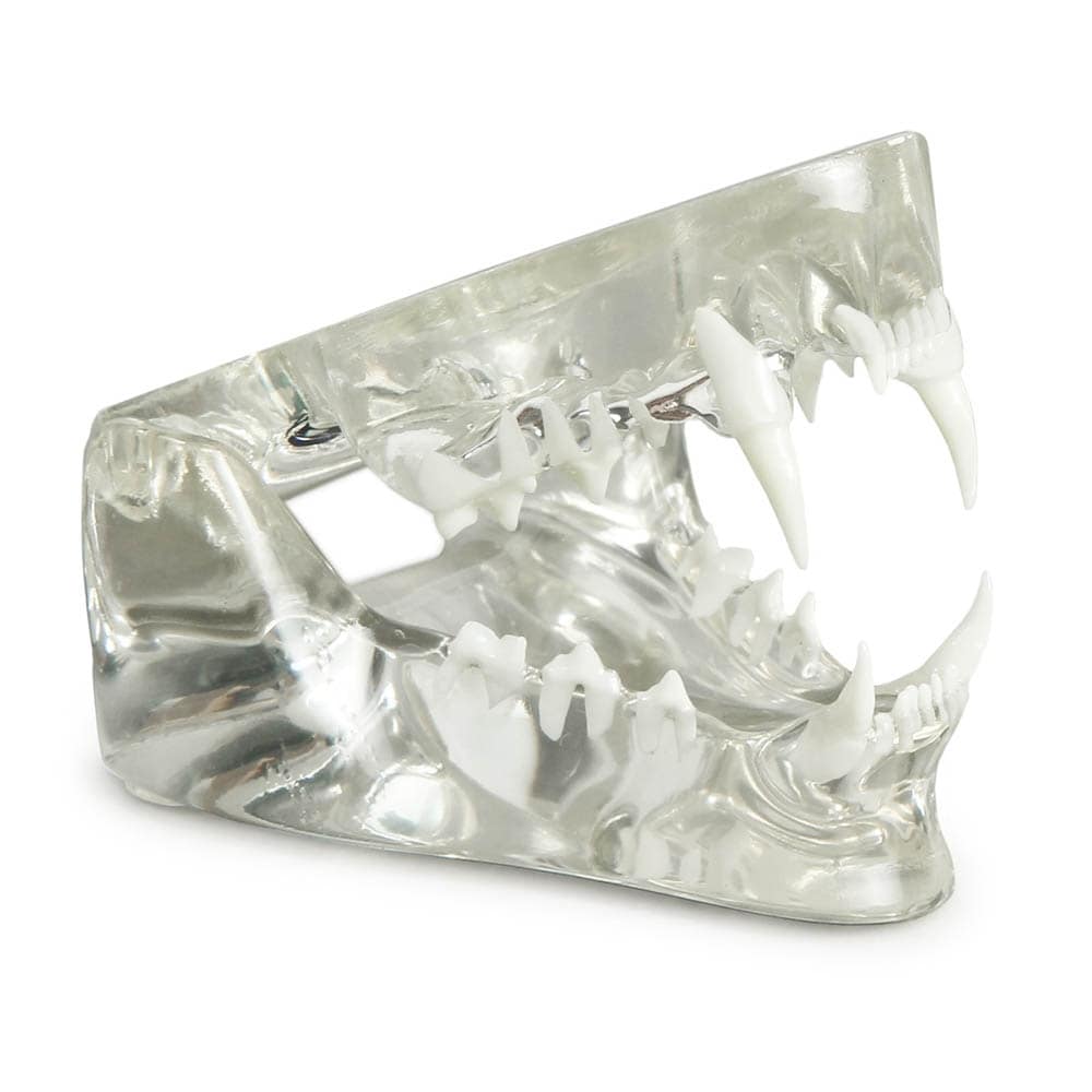 Acryl-Kiefermodelle_2