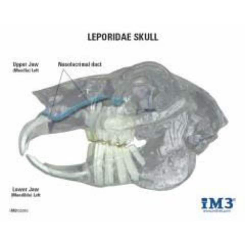 Acryl-Kiefermodelle_3