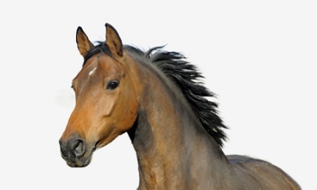 Bild für Kategorie Pferd