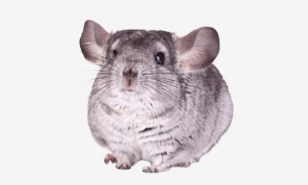 Bild für Kategorie Chinchillas & Degus