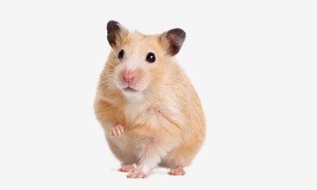 Bild für Kategorie Hamster