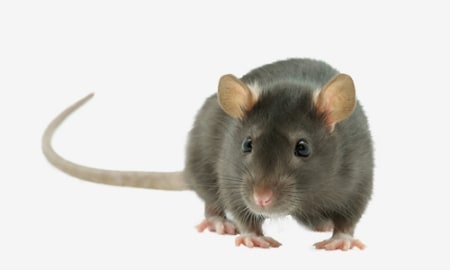 Bild für Kategorie Ratten, Mäuse & Frettchen