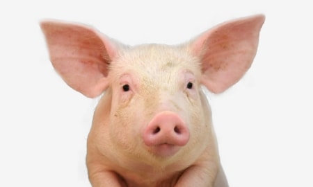 Bild für Kategorie Schwein