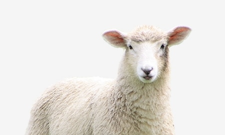 Bild für Kategorie Schaf